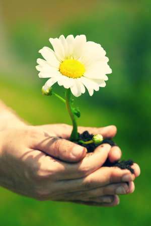 Man is holding a young plant - daisyの写真素材