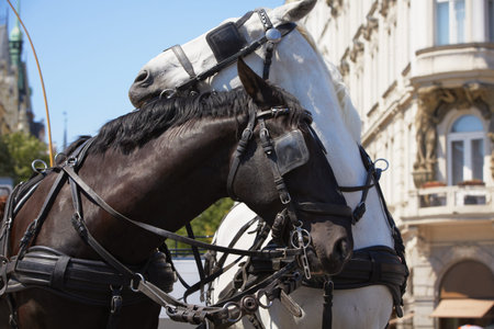 Horse drawn carriage in Old Town square in Prague 