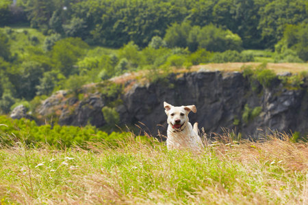 Yellow labrador retriever on the summer meadow