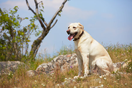 Yellow labrador retriever on the summer meadowの写真素材