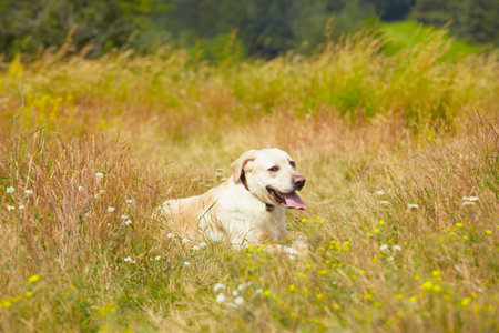 Yellow labrador retriever on the summer meadowの写真素材