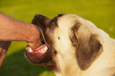 Dog bite - mastiff - selective focus on fangsの写真素材