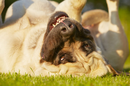 Mastiff is lying on the back - selective focus