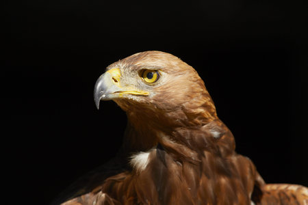 Golden Eagle on black background - copy space