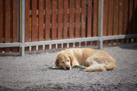 Beagle is sleeping in front of the fence - copy spaceの写真素材