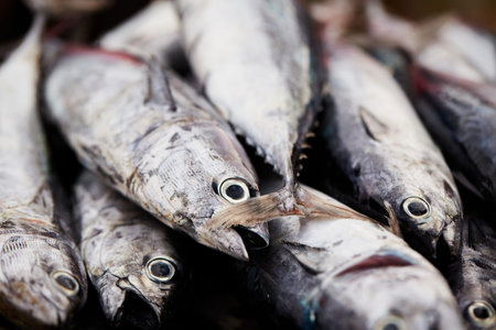 Catch on the traditional fish market in Sri Lanka