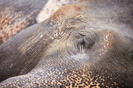 Closed eye of elephant in wild nature in Sri Lanka 