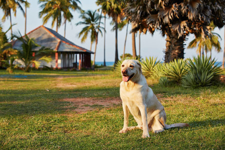 Yellow labrador retriever in tropical garden near sea の写真素材