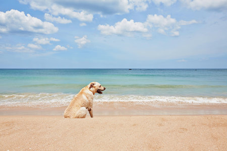Yellow labrador retriever is waiting on the beach  の写真素材