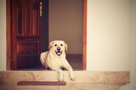 Labrador retriever is lying in door of the house の写真素材