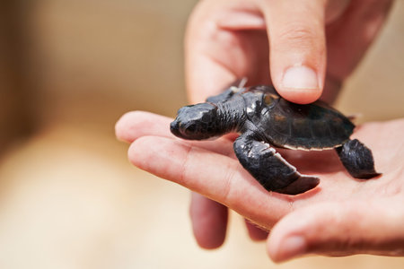 Three days old turtle on the human palm in Turtle Hatchery - Sri Lankaの写真素材
