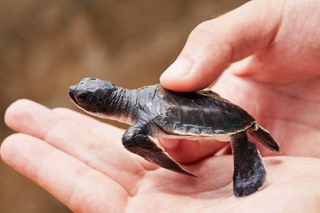 Three days old turtle on the human palm in Turtle Hatchery - Sri Lanka