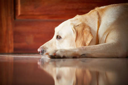 Labrador retriever is lying indoors of the house の写真素材