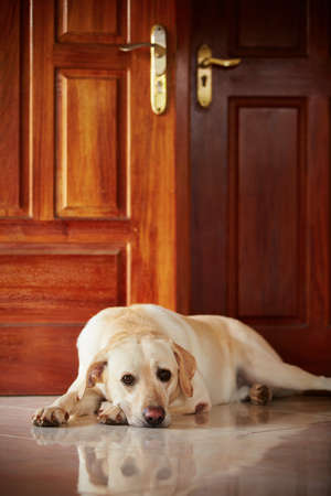 Labrador retriever is lying in door of the house の写真素材