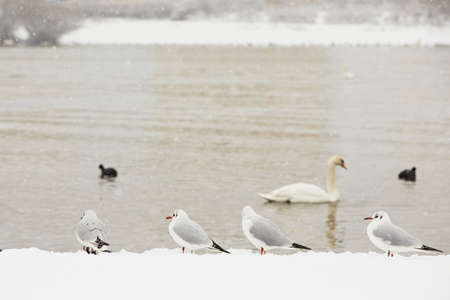 Winter river in the Czech Republic - copy spaceの写真素材