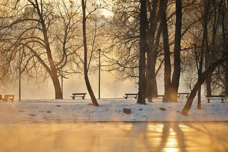 Park in morning fog, Prague, Czech Republic の写真素材