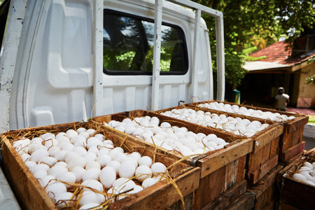 White chicken eggs in wooden box - selective focusの写真素材