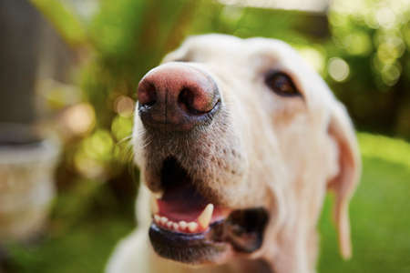 Snout of labrador retriever - selective focusの写真素材