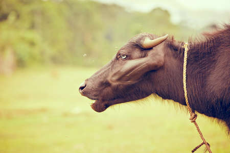 Cow of water buffalo on the meadow in Sri Lanka の写真素材