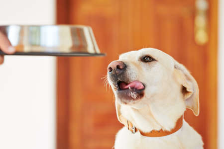 Hungry labrador with dog bowl is waiting for feeding. の写真素材
