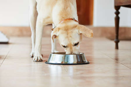 Hungry labrador retriever is feeding at home.の写真素材
