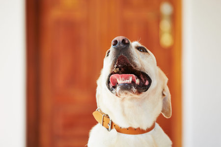 Hungry labrador reriever is waiting for feeding. の写真素材