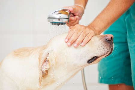 Labrador retriever is taking a shower at home.の写真素材
