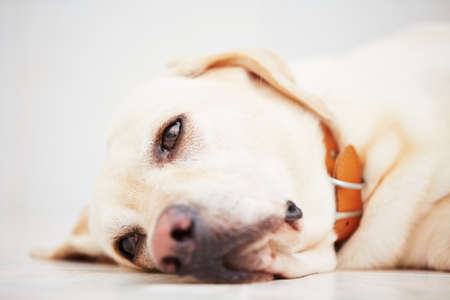 Sad labrador retriever is lying down on floor.の写真素材