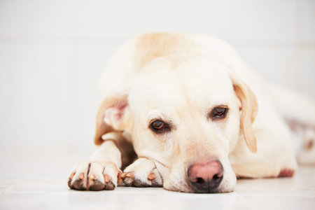 Sad labrador retriever is lying down on floor.の写真素材