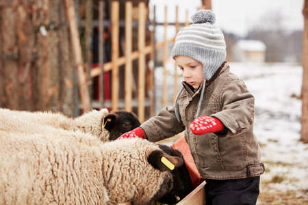 Little boy on the farm in winterの写真素材