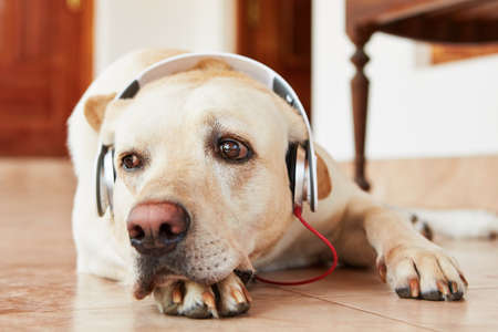 Labrador retriever is resting and listening music.の写真素材