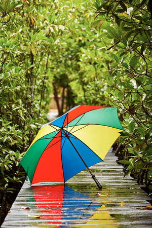 Colorful umbrella in rain on the pathway.の写真素材