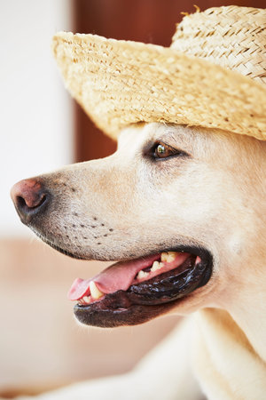 Labrador retriever is posing with straw hat