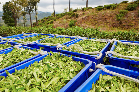 Green leaves of tea in blue boxes in Sri Lankaの写真素材
