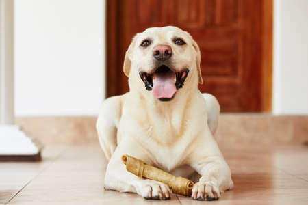 Labrador retriever with bone is waiting at home.の写真素材