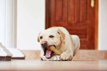 Labrador retriever with bone is waiting at home.の写真素材