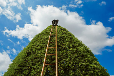 Gardener is cutting on the top of tree. の写真素材