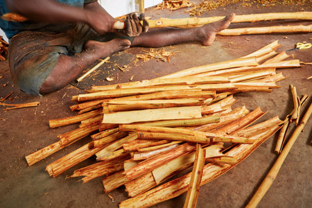 Man is processing branches of cinnamon in small workshop in  Sri Lanka.