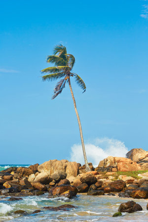 Palm tree on beautiful coast of Sri Lankaの写真素材