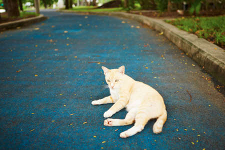 Stray cat on the road in city parkの写真素材