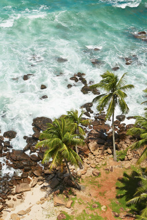 Palm trees on the tropical beach, Sri Lanka の写真素材