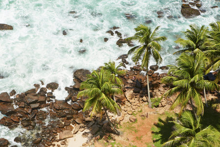 Palm trees on the tropical beach, Sri Lanka の写真素材