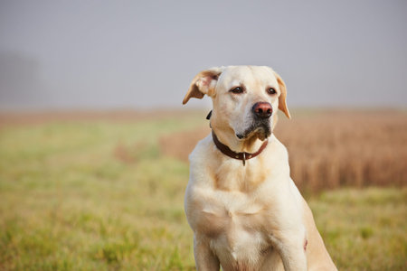 Labrador retriever on the field in autumn.