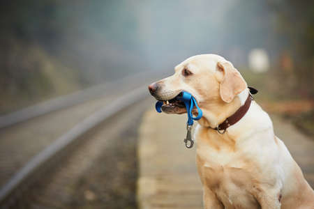 Dog is waiting for the owner on the railway platformの写真素材