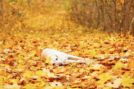 Labrador retriever is playing in the leaves in autumnの写真素材