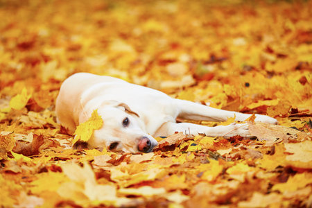 Labrador retriever is playing in the leaves in autumnの写真素材