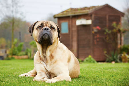 Cane corso dog is lying in the gardenの写真素材