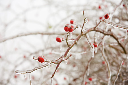 Frozen rosehips covered by icy rain - selective focusの写真素材