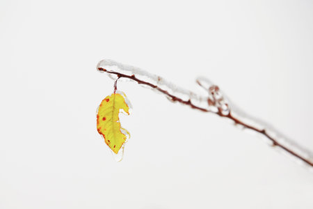 Branch of the tree covered by icy rain.