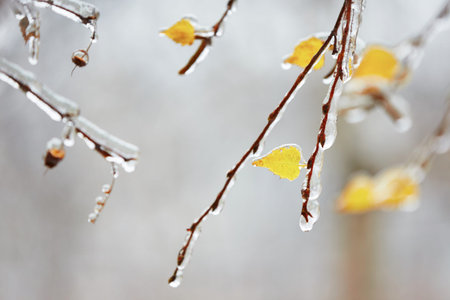 Branch of the tree covered by icy rain.